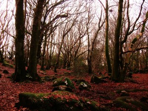 galway7
